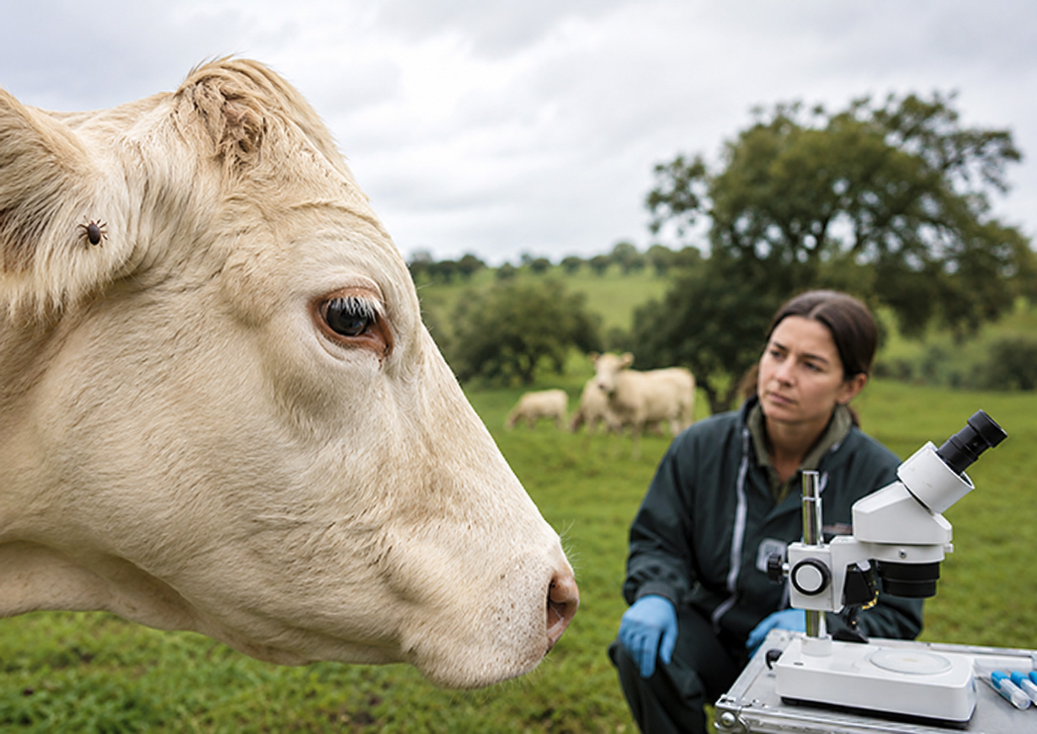 Veterinarian examining a cow with a visible tick beside a field microscope.